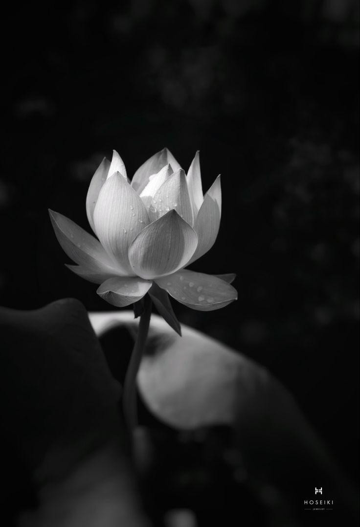 Ảnh hoa sen trắng đen đám tang – biểu tượng của sự trang nghiêm và tưởng nhớ