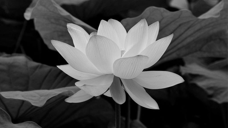Ảnh hoa sen trắng đen với độ tương phản mạnh