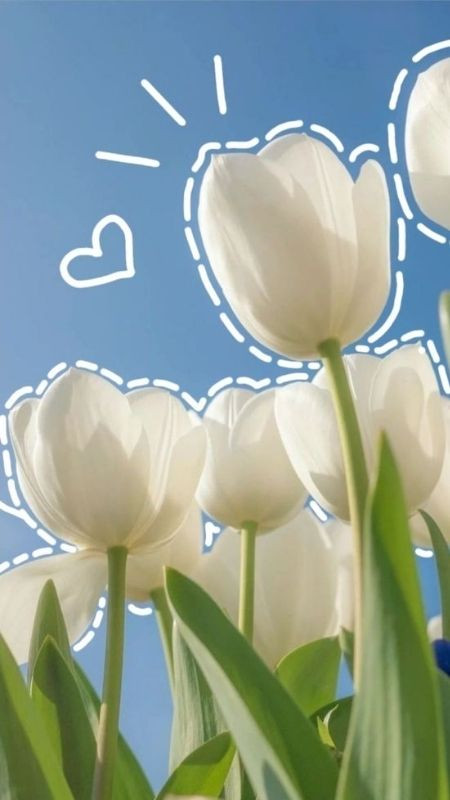 Ảnh hoa tulip dễ thương và đáng yêu cho các cô nàng tinh nghịch