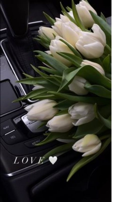 Ảnh hoa tulip trắng trên xe ô tô sang trọng và tinh tế