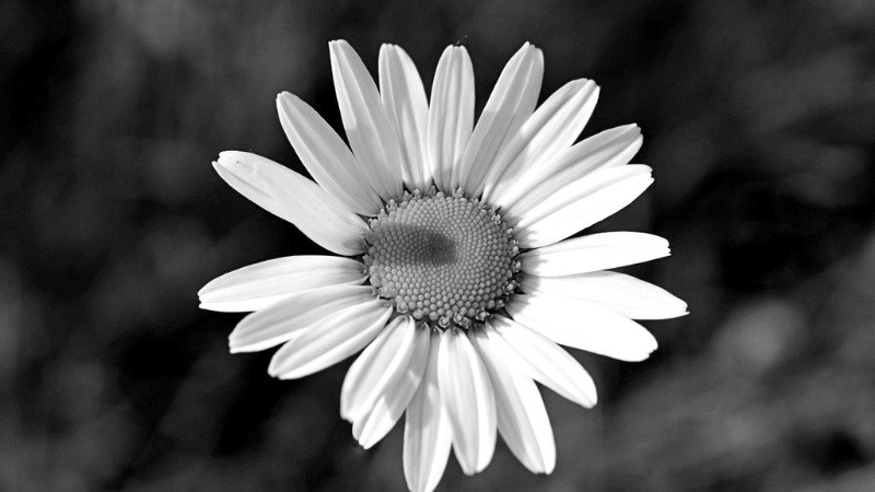 Vẻ Đẹp Vượt Thời Gian Của Ảnh Trắng Đen Ảnh hoa và cỏ cây chụp bằng kỹ thuật đen trắng