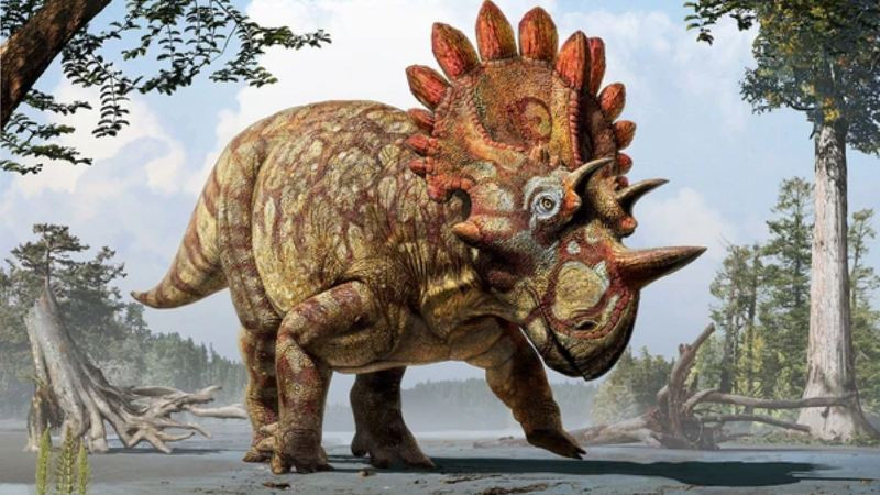 Ảnh khủng long ba sừng Triceratops