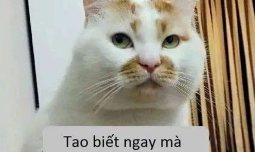 Ảnh meme biểu cảm khó đỡ của người đàn ông
