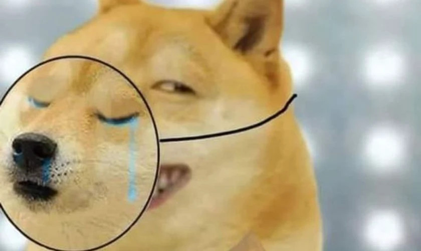 Ảnh meme chó buồn bã nhìn ra cửa sổ