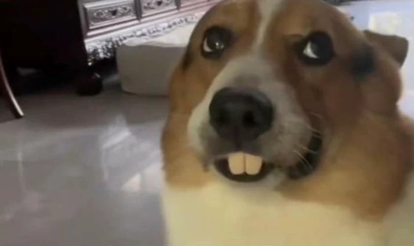 Ảnh meme chó con với vẻ mặt tội lỗi