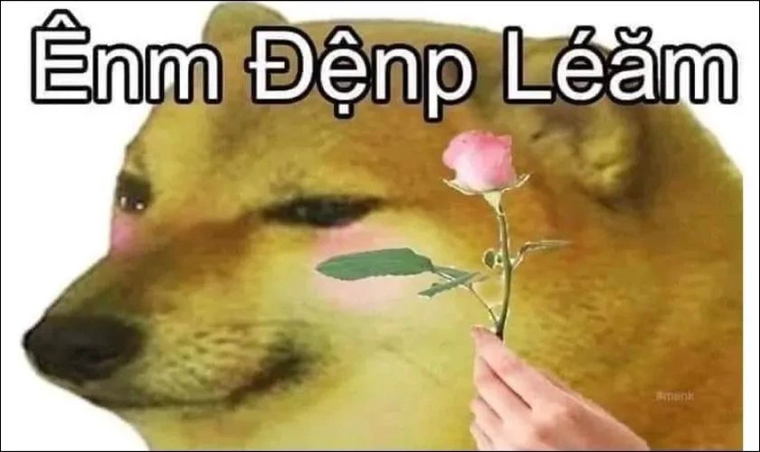 Ảnh meme chó đội mũ và đeo kính hài hước