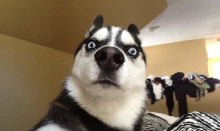 Ảnh meme chó Golden Retriever cười tươi