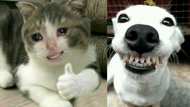 Ảnh meme chó mèo cười đểu