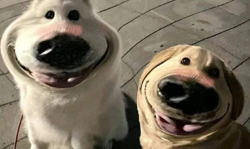 Ảnh meme chó ngạc nhiên với miệng há rộng