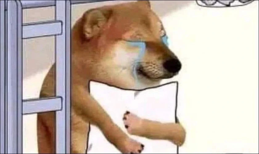 Ảnh meme chó Shiba Inu nổi tiếng với biểu cảm &quot;wow&quot;