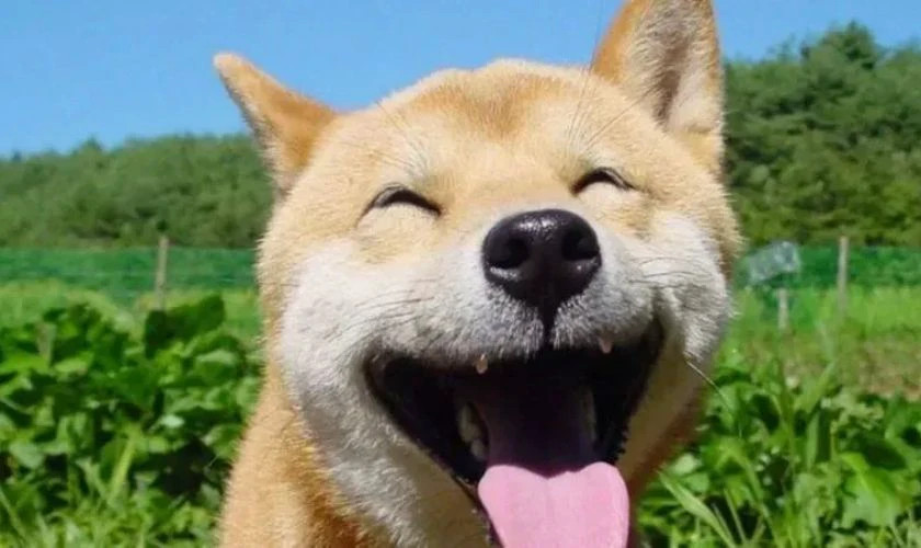 Ảnh meme chú chó đội mũ làm avatar