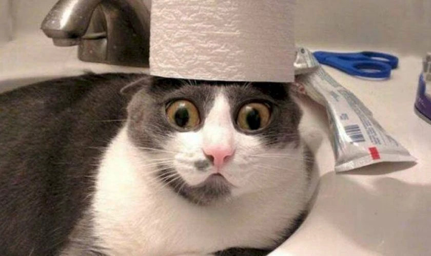 Ảnh meme chú chó nghiêm túc làm avatar