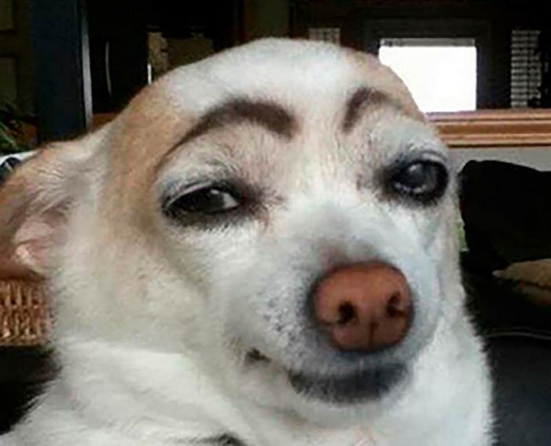 Ảnh meme chú chó với biểu cảm mặt hài hước