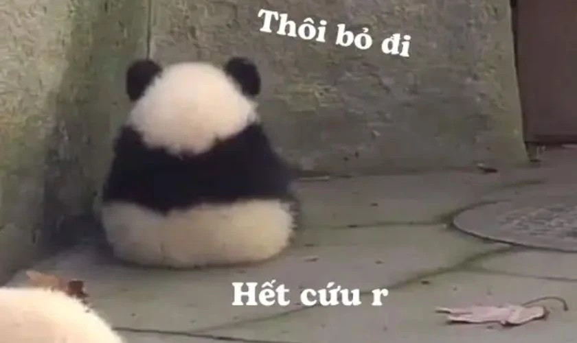 Ảnh meme chú mèo nằm dài bất lực
