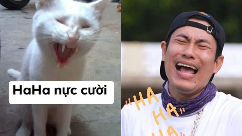 Ảnh meme cười haha khoái chí