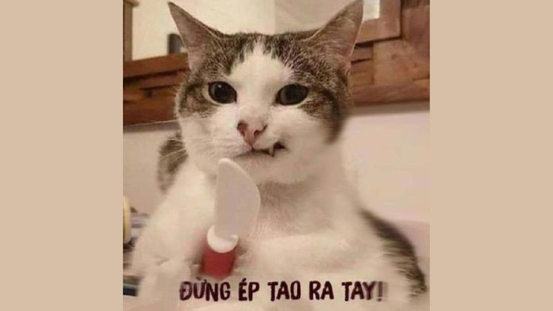 Ảnh meme cute mèo với biểu cảm &quot;khó ở&quot;, phổ biến trên mạng xã hội