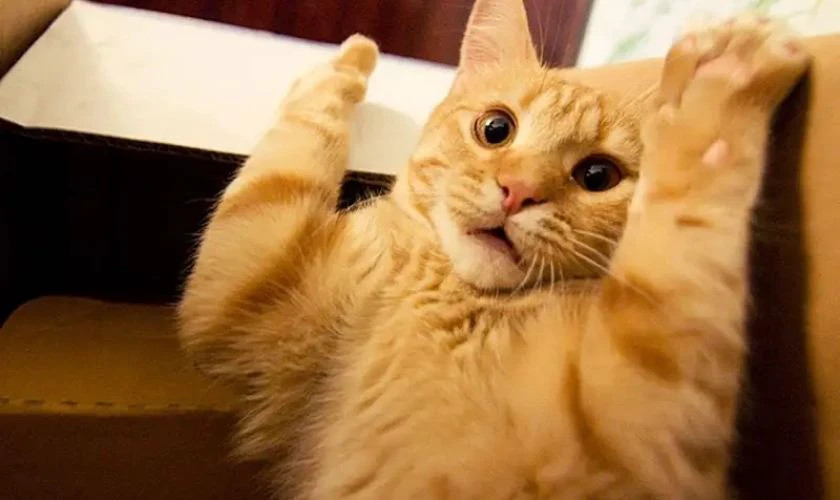 Ảnh meme em bé biểu cảm ngơ ngác