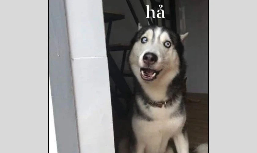 Ảnh meme em bé cau mày khó hiểu