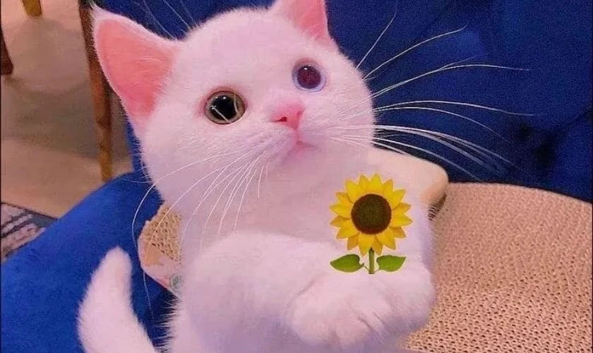 Ảnh meme em bé chu môi dễ thương