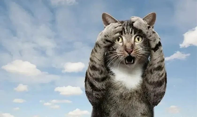 Ảnh meme em bé nhăn mặt vẻ khó chịu