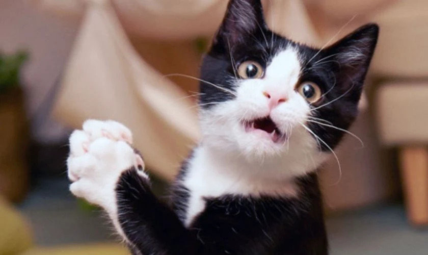 Ảnh meme em bé nhìn chằm chằm vô tri