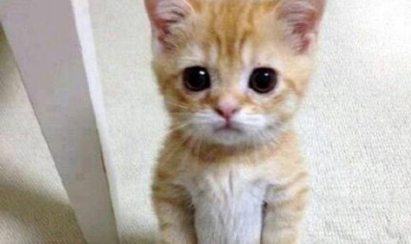 Ảnh meme em bé vô cảm nhìn thẳng