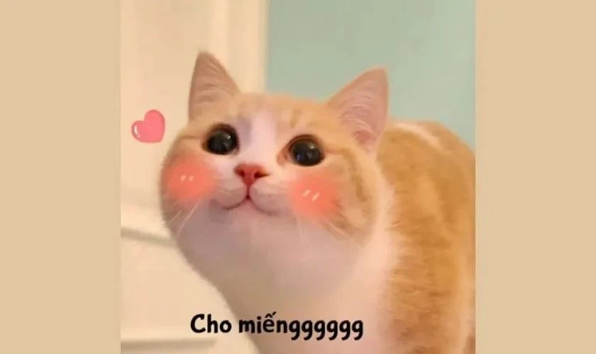 Ảnh meme mèo cau có nổi tiếng
