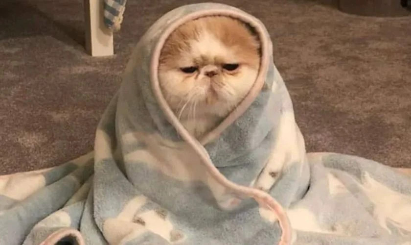 Ảnh meme mèo đang suy nghĩ