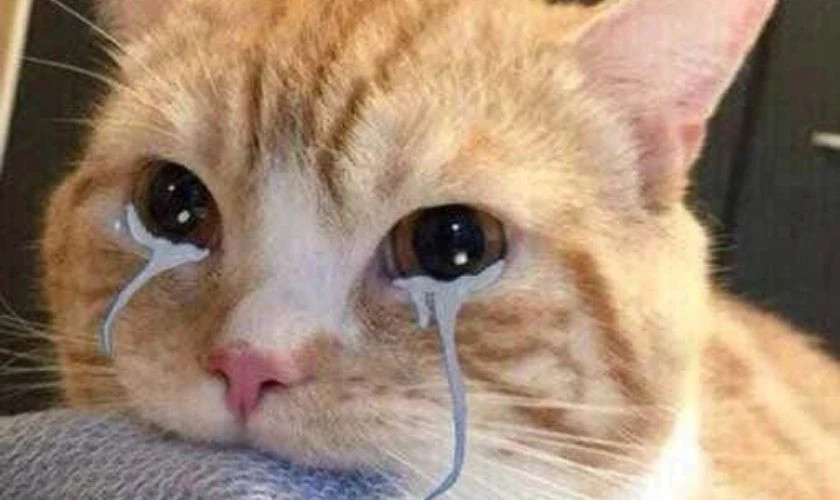 Ảnh meme mèo đeo kính vẻ tri thức