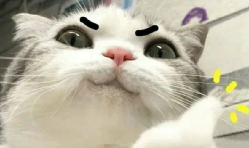 Ảnh meme mèo khó chịu nhìn nghiêng