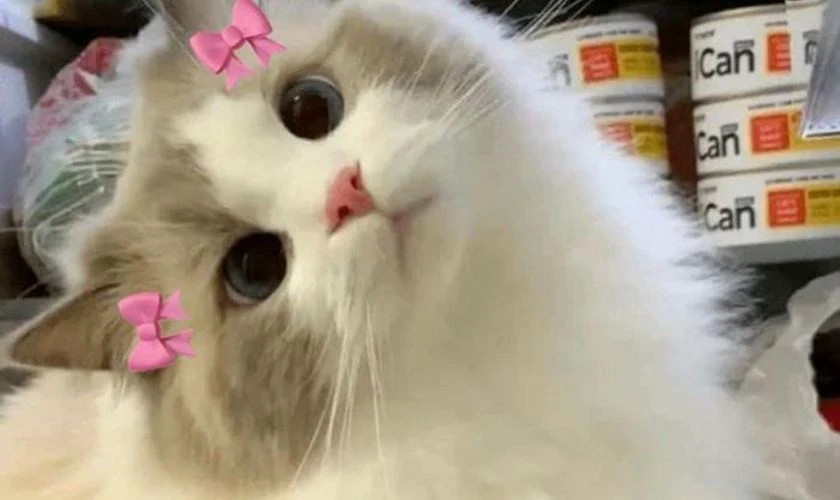 Ảnh meme mèo ngạc nhiên há hốc mồm