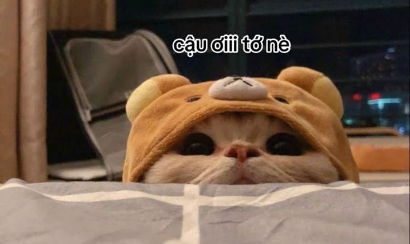 Ảnh meme mèo tròn mắt đáng yêu