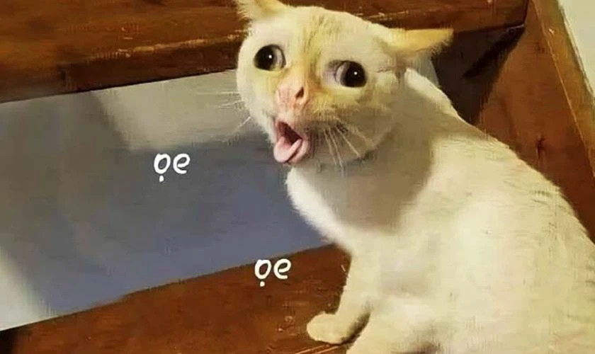 Ảnh meme người đàn ông cười ra nước mắt