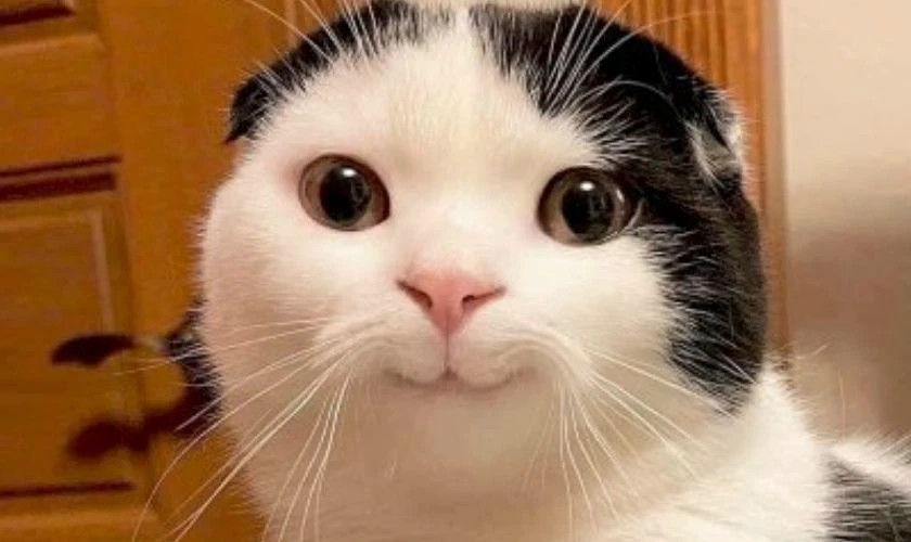 Ảnh meme người đàn ông đang suy nghĩ làm avatar