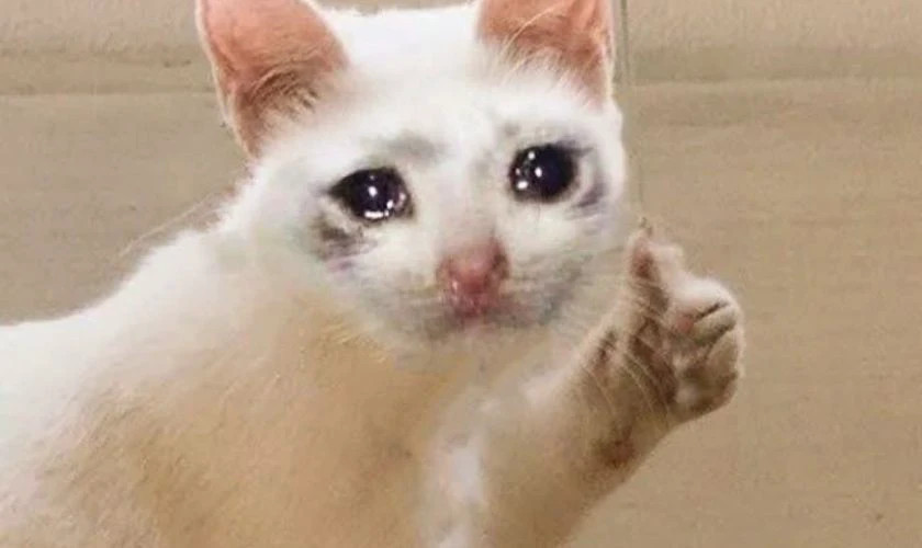 Ảnh meme người đàn ông nhìn xa xăm vẻ thất vọng