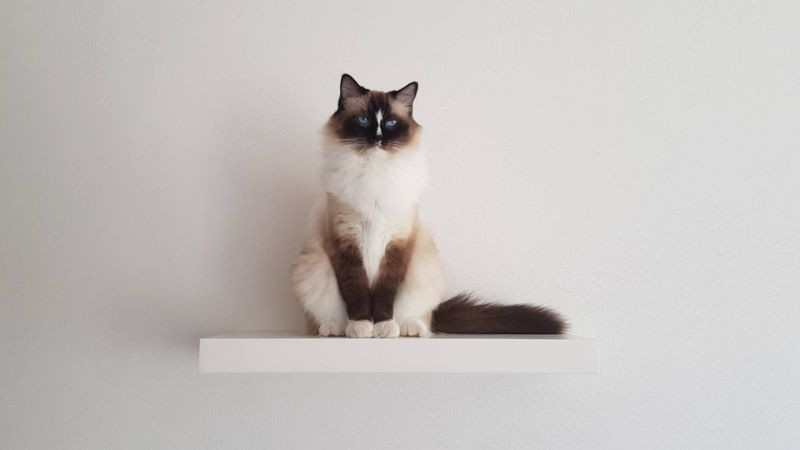 Ảnh mèo cá tính với bối cảnh độc đáo