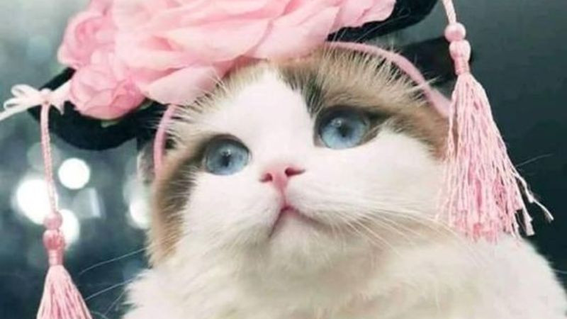 Ảnh mèo con đang chơi đùa ngộ nghĩnh