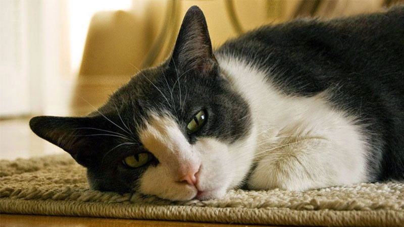 Ảnh mèo con đang ngủ trên tay chủ, đầy tin tưởng và an toàn