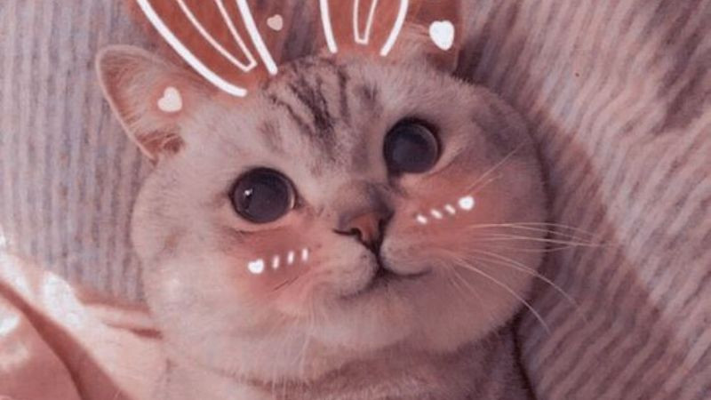 Ảnh mèo con nhỏ nhắn trong lòng bàn tay