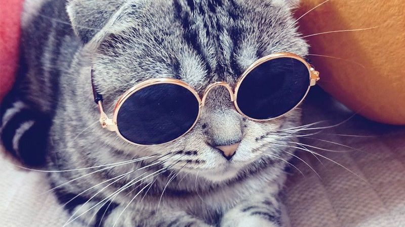Ảnh mèo cute đeo kính cận