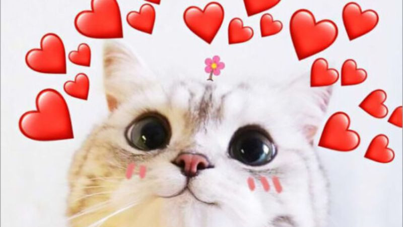 Ảnh mèo cute meme với đôi tai cụp