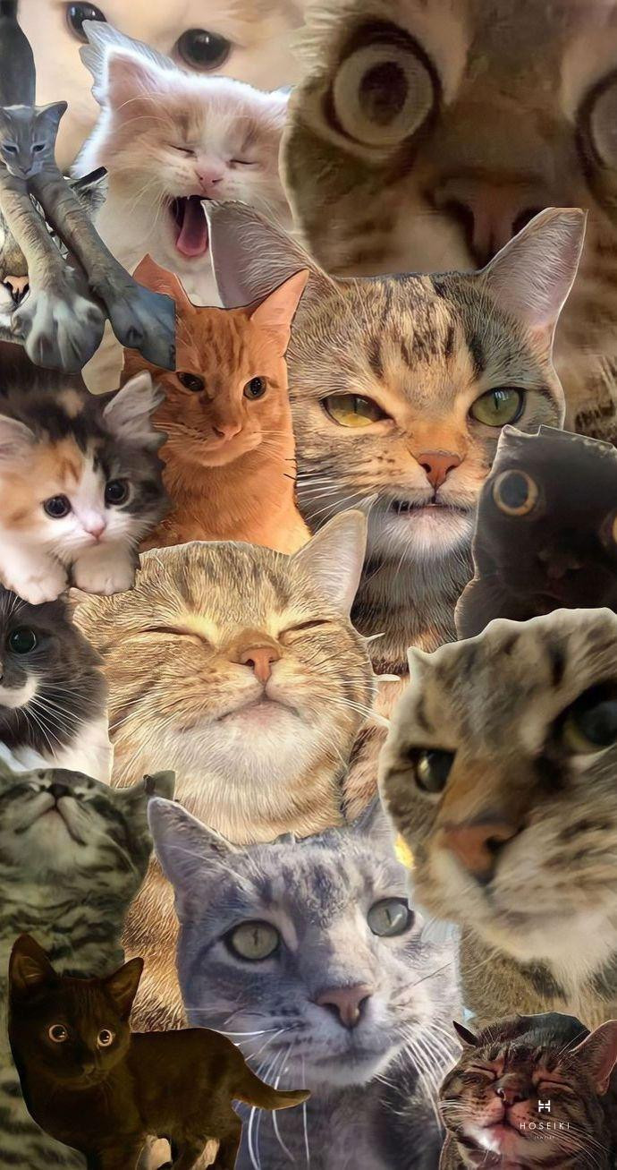 Ảnh mèo cute nằm cuộn tròn trong chăn ấm áp