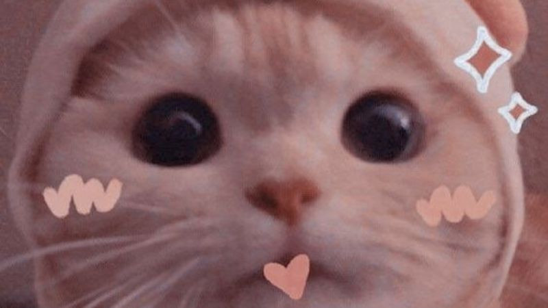 Ảnh mèo cute với bộ lông trắng muốt