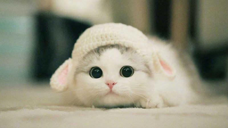 Ảnh mèo dễ thương với tư thế thư giãn