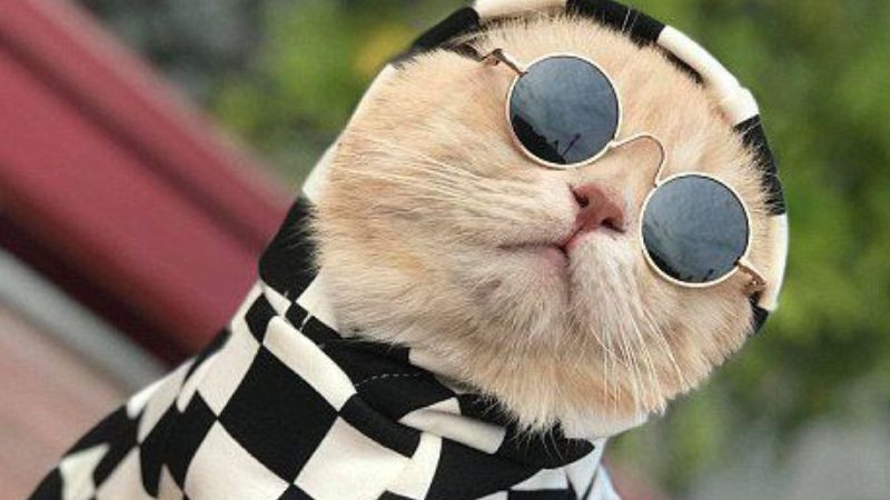 Ảnh mèo đeo kính và đội mũ