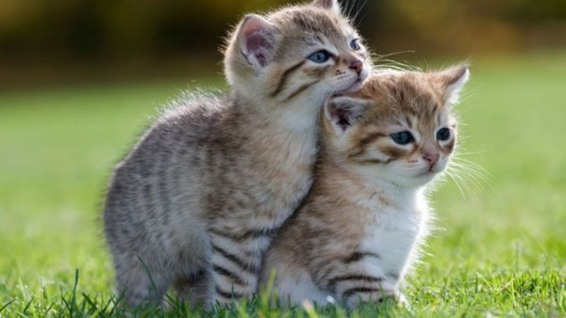 Ảnh mèo đôi cùng nhau khám phá