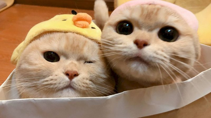 Ảnh mèo đôi ôm ấp đáng yêu