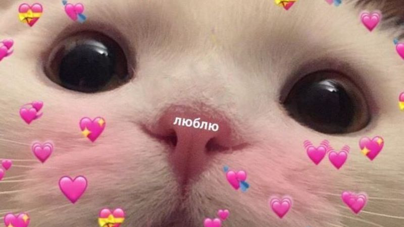 Ảnh mèo meme hình trái tim ngộ nghĩnh