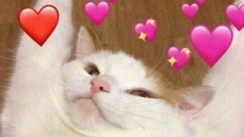 Ảnh mèo meme nhìn chằm chằm đáng yêu