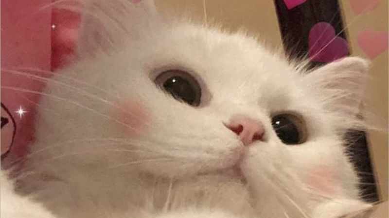 Ảnh mèo meme thể hiện sự bất lực